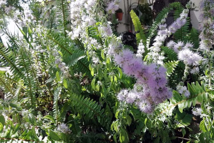 Plantas de la Serranía de Ronda: Poleo (Mentha pulegium)