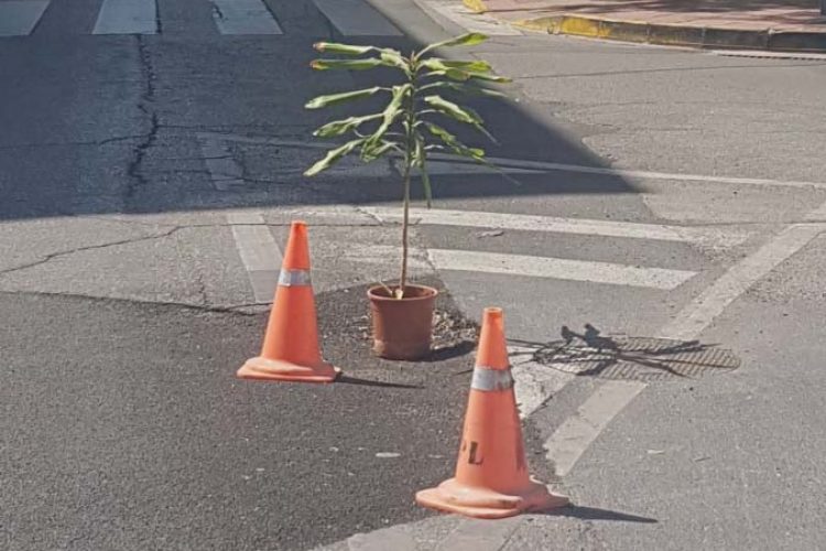 Vecinos de la calle Córdoba colocan un macetero en un socavón para llamar la atención del Ayuntamiento y lo repare