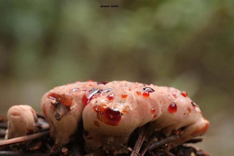 Setas de la Serranía de Ronda: Hidno herrumboso (Hydnellum ferrugineus)