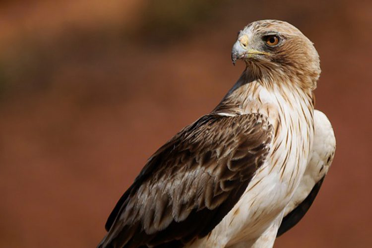 Fauna de la Serranía de Ronda: Águila Calzada (Hieraaetus pennatus)