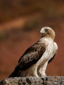 Águila Calzada. Foto Gonzalo Astete.