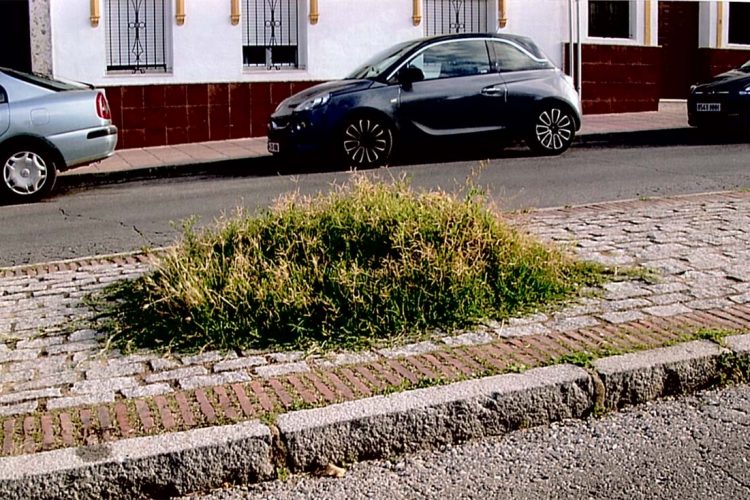 APR carga contra el concejal de  Parques y Jardines por el lamentable estado de abandono que presentan las zonas verdes de Ronda