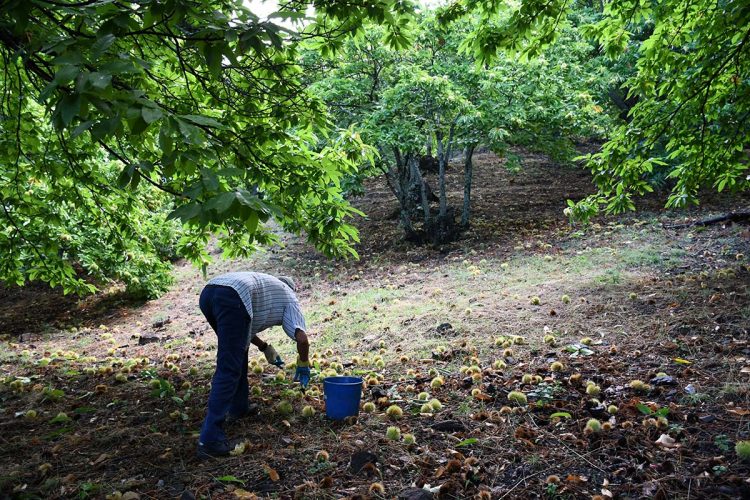 Las lluvias de mediados de septiembre retrasan la recolección de la castaña del Genal