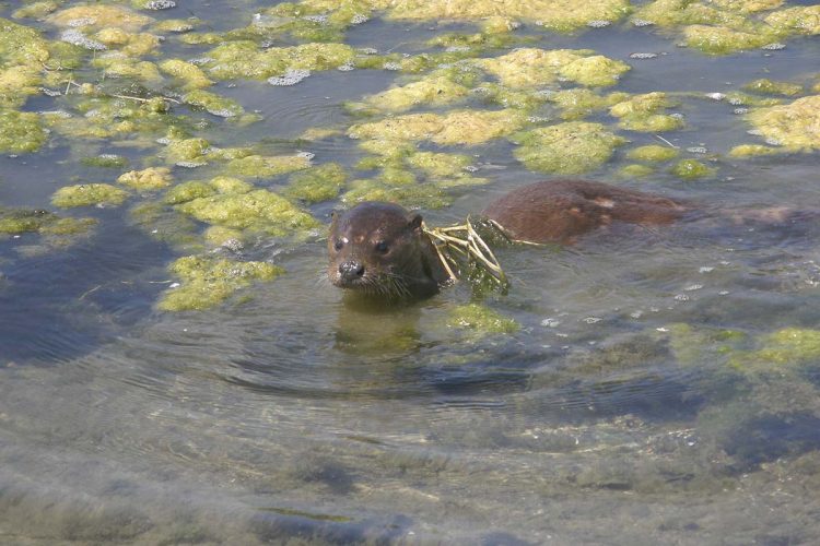 Fauna de la Serranía de Ronda: Nutria (Lutra lutra)