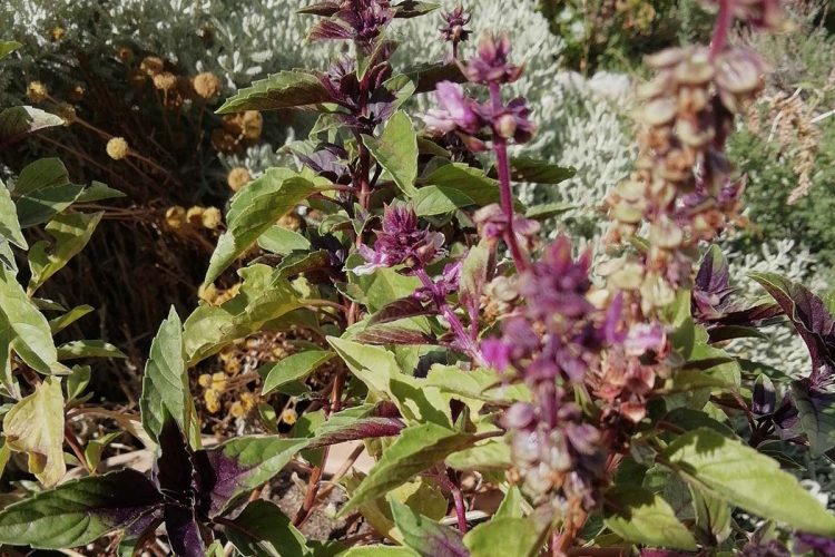 Fauna de la Serranía de Ronda: Albahaca morada. Albahaca cimarrona. Albahaca morada criolla (Ocimum villosum)