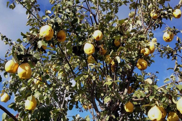 Plantas de la Serranía de Ronda: Membrillo (Cydonia oblonga)