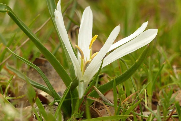 Sobre la presencia de Merendera androcymbioides (Valdes, 1978) en la Serranía de Ronda