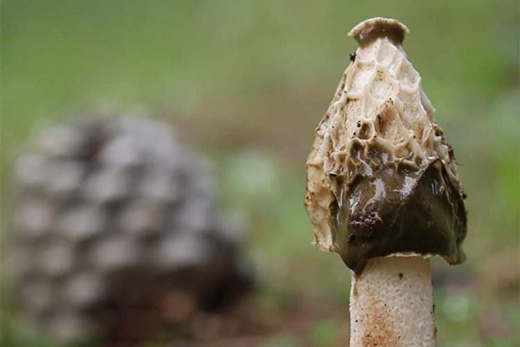 Setas de la Serranía de Ronda: Falo Hediondo (Phallus impudicus)