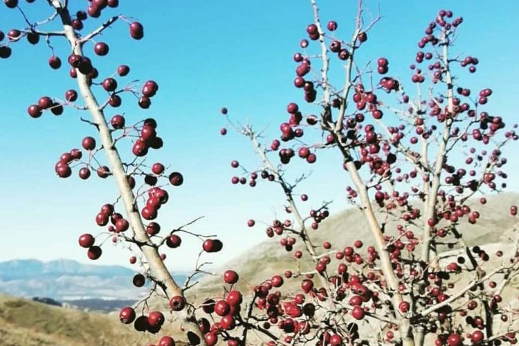 Plantas de la Serranía: Majuelo, espino albar, espino majoleto (Crataegus monogyna)