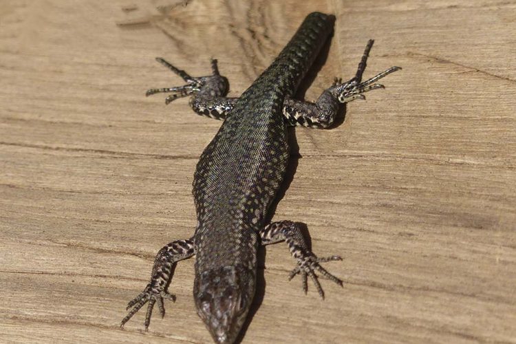 Fauna de la Serranía de Ronda: Lagartija andaluza (Podarcis vaucheri)