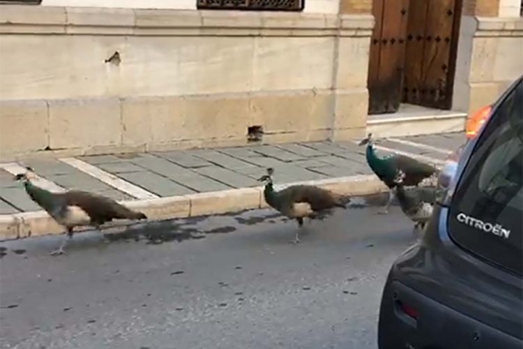 Un grupo de pavos sueltos se pasea por la calle Arminán provocando retenciones de tráfico y numerosas risas