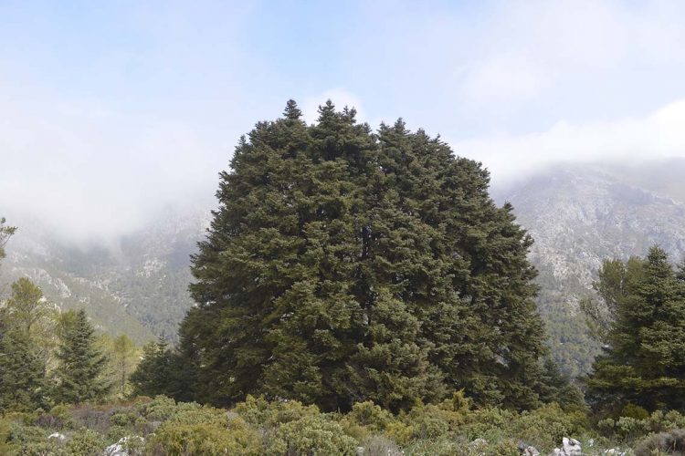 Los pinsapos gigantes de Parauta, una ruta senderista inolvidable