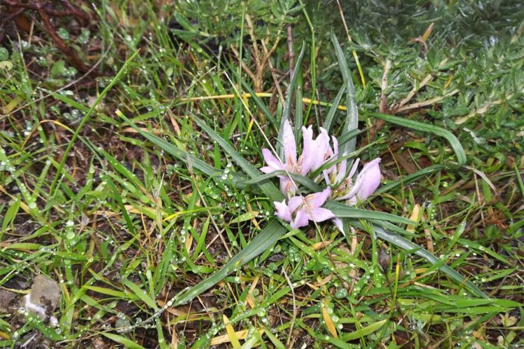 Localizan una nueva población de Merendera androcymbioides en la Serranía de Ronda