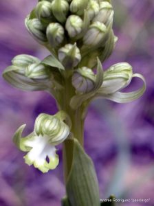 Orquídea en Ronda.