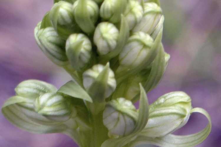 Florecen las primeras orquídeas de la temporada en la Serranía