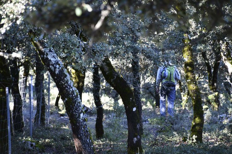 Senderismo en Parauta, el encinar bajo de la Sierra de las Nieves