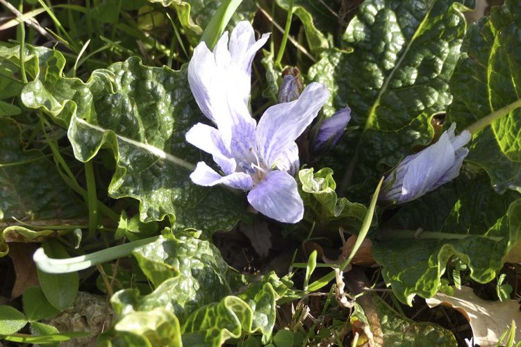 Plantas de la Serranía de Ronda: La Mandrágora (Mandragora atumnalis); la planta de las brujas