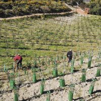 Con esta actividad se podrán visitar los cultivos de olivar de La Organic.