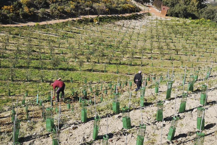 El Ayuntamiento y LA Organic acercarán a los escolares el proceso de elaboración del aceite de oliva