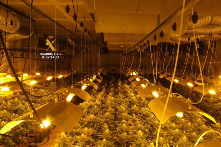Tres detenidos por cultivar 1.200 plantas de marihuana en Ronda