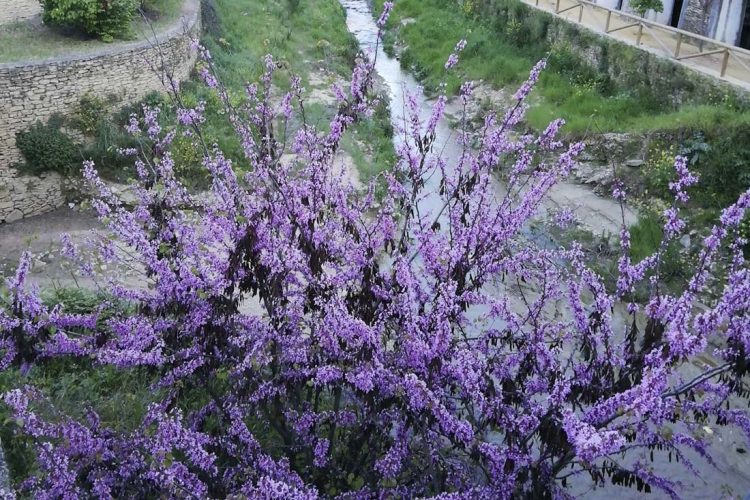 Plantas de la Serranía de Ronda: Árbol del amor; árbol de Judas (Cercis cilicuastrum)