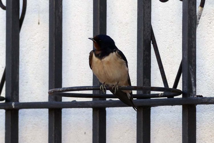 Fauna de la Serranía de Ronda: Golondrina común (Hirundo rustica)