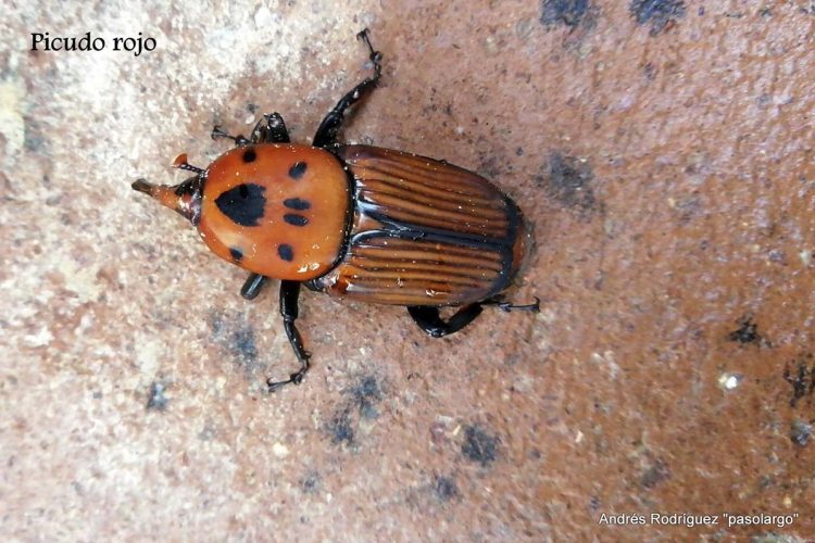 Fauna de la Serranía de Ronda: Picudo rojo de las palmeras (Rhynchophorus ferrugineus)