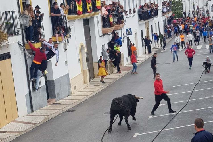 Más de 12.000 personas llegan a Gaucín para correr el Toro de Cuerda del Domingo de Resurrección