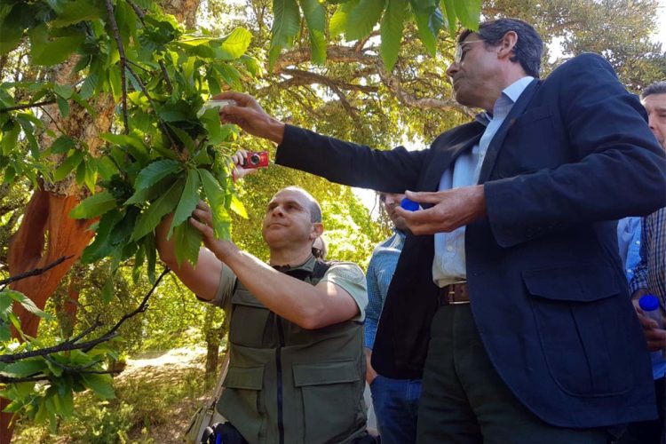 La Junta soltará este año las mismas dosis del Torymus en el Genal para combatir la avispilla del castaño