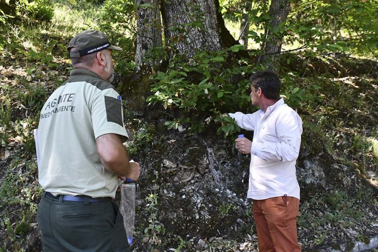 Realizan la cuarta suelta del Torymus en el término de Algatocín para combatir la plaza de la avispilla del castaño