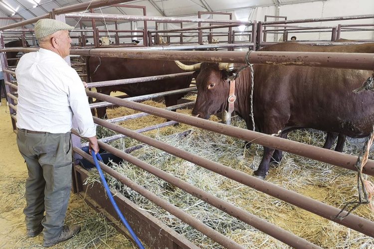 Arranca la Real Feria de Mayo ‘AgroRonda’ 2019, que se prolongará en el Recinto Ferial hasta este domingo