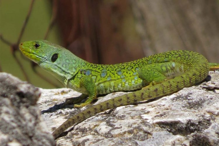 Fauna de la Serranía de Ronda: Lagarto ocelado (Lacerta lepida)