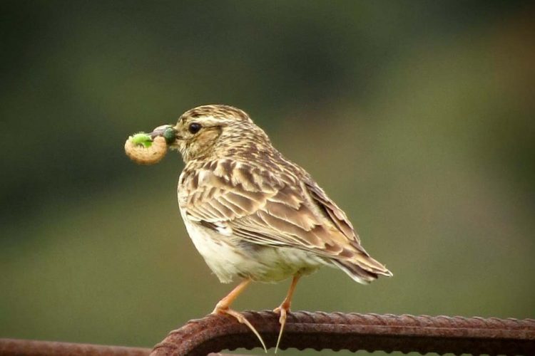 Fauna de la Serranía de Ronda: Totovía, alondra totovía