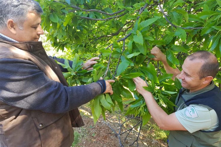 La Junta completa la suelta del Torymus Sinensis, el depredador biológico para luchar contra la avispilla en los castaños de la Serranía