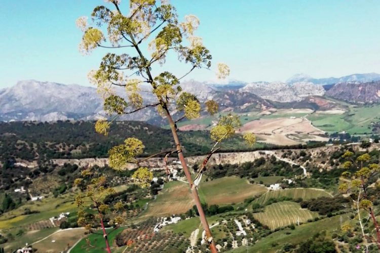 Plantas de la Serranía: Cañaheja (Ferula communis), una hierba gigante y venenosa