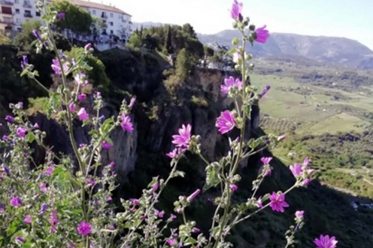 Plantas de la Serranía: Malva. Malva común, malva mayor. Malva sylvestris, ¡La planta que cura la estupidez¡