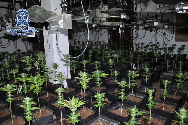 La Policía Nacional desmantela un invernadero de marihuana en una finca de Ronda y se incauta de 1.607 plantas