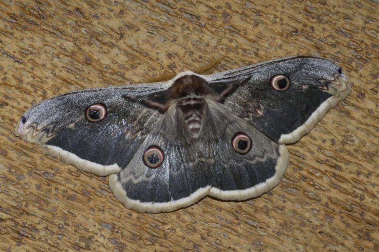 Fauna de la Serranía de Ronda: Mariposa Gran Pavón (Saturnia pyri)