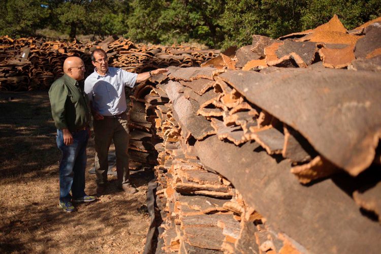 La producción de corcho generará esta campaña unos 550.000 euros para las arcas municipales