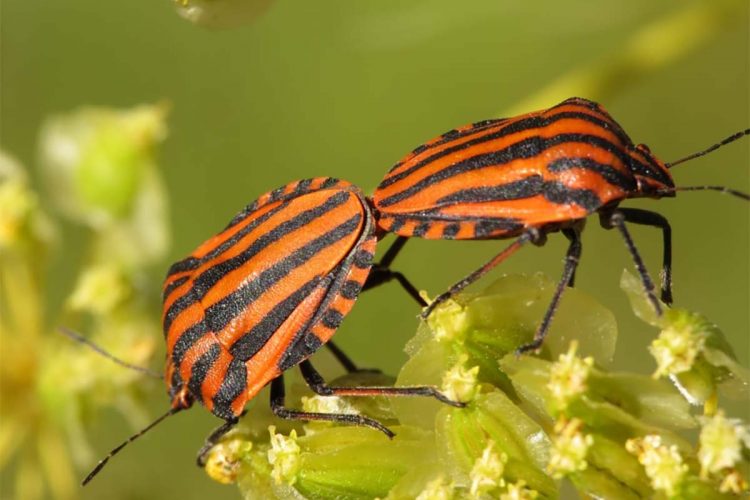 Fauna de la Serranía de Ronda: Chinche rallada (Graphosoma lineatum)