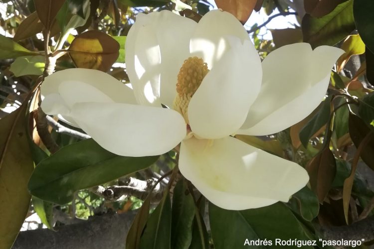 Plantas de la Serranía de Ronda: Magnolia, magnolio blanco (Magnolia grandiflora)