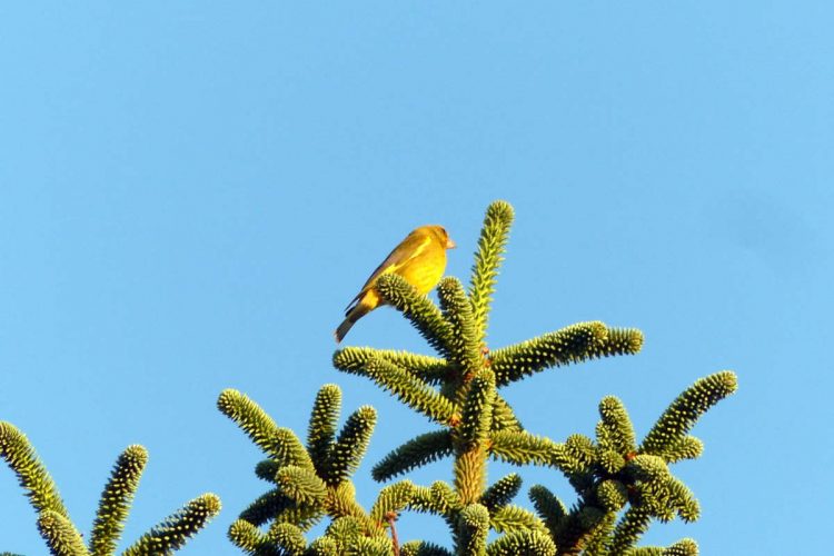 Fauna de la Serranía de Ronda: Verderón (Chloris chloris)