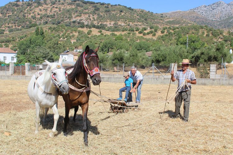 Organizan en Benalauría la V edición de la Fiesta de los Huertos