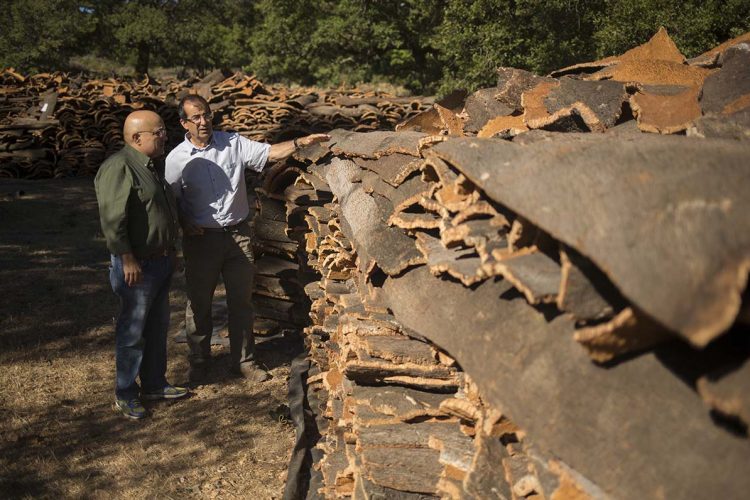 Finaliza la recolección del corcho en la Serranía de Ronda con un descenso de producción por falta de lluvias