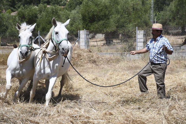 Benalauría presenta su IV edición de la Fiesta de los Huertos que se desarrollará durante los días 14 y 15 de agosto