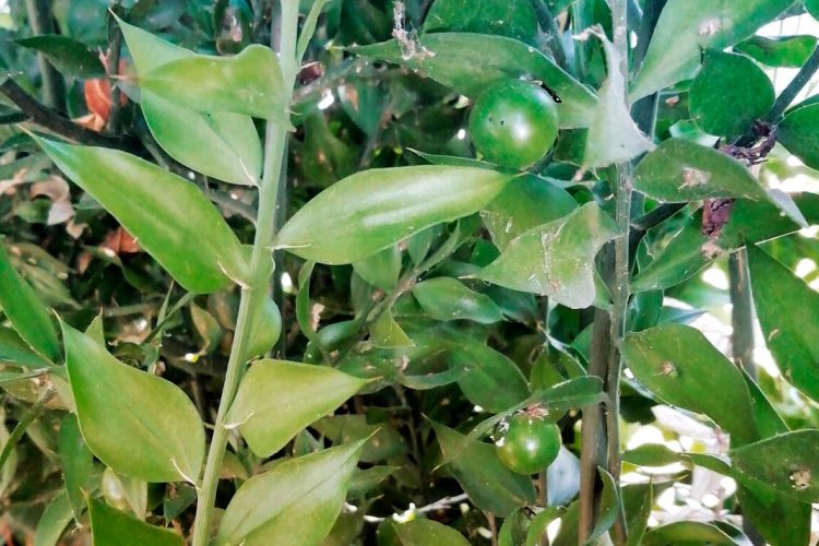 Plantas de la Serranía de Ronda: el rusco (Ruscus aculeatus)