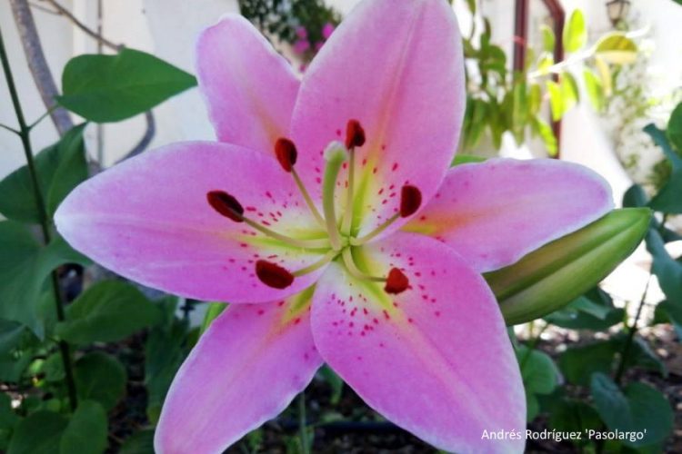 Plantas de la Serranía: Azucena bulbífera (Lilium bulbiferum)