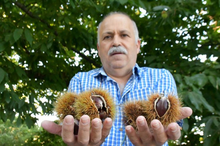 La escasez de lluvias provoca que la producción de la castaña del Genal se reduzca este año a la mitad