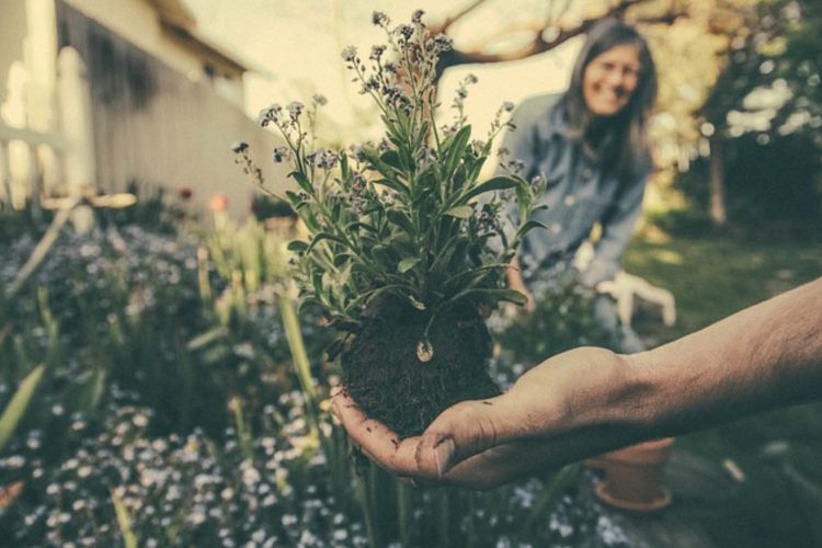 La plataforma enfocada en la horticultura para profesionales