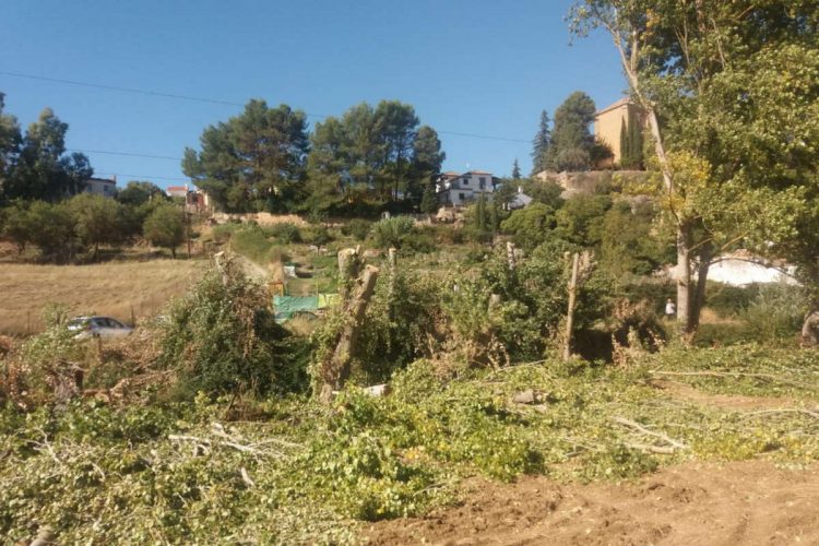 Contigo Ronda denuncia una «tala indiscriminada» en el paraje del Arroyo de las Culebras